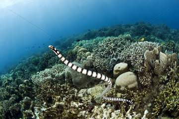 Banded sea krait (Laticauda laticaudata)  Siladen  North Sulawesi  Indonesia