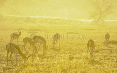 Herd of Springboks (Antidorcas marsupialis) grazing at sunrise in the Kalahari Desert  South Africa