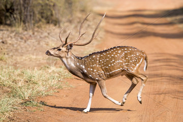 Axis deer crossing a track - Tadoba Andhari India