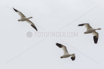 Snow Goose (Anser caerulescens) in flight  Wrangel Island  Chukotka  Russia