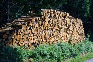 Holzhaufen am Rand einer Frankreichroute