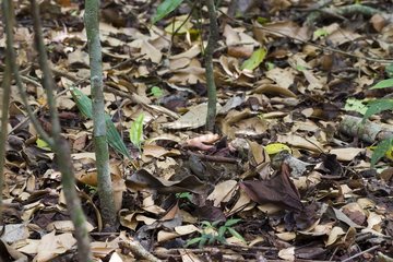 Snake Barba amarilla camouflaged in dead leaves