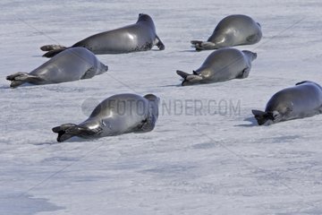 Crabeater seals on sea ice Antarctic Peninsula