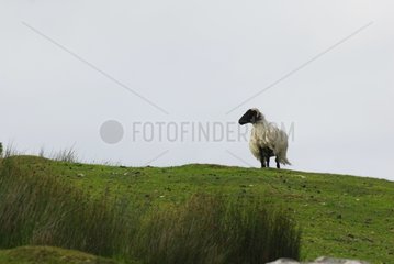 Shetland Sheep Galway County Connemara Ireland