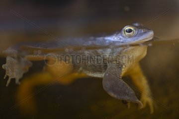 Moor frog swimming Germany