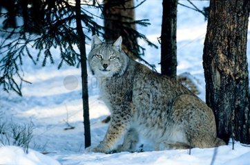 Male eurasian Lynx Area of Orsa in Sweden