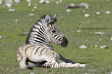 Young Burchell's Zebra lying Etosha National Park Namibia
