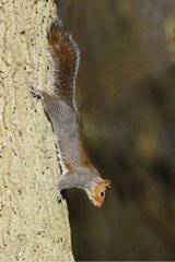 Grey squirrel coming down from a tree Great Britain