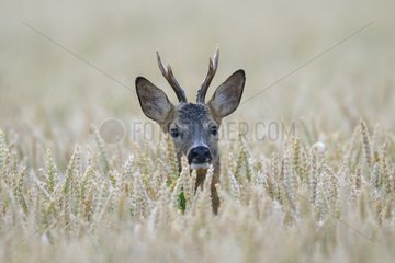 Roe buck in a grain field in summer Hesse Germany