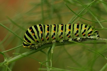 Old World Swallowtail caterpillar moving on stalks Sieuras
