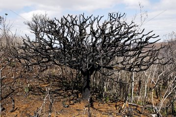 Calcined tree in the bush after fire New Caledonia