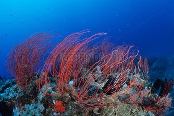 Whip coral Donga Hienga Hienghene New Caledonia
