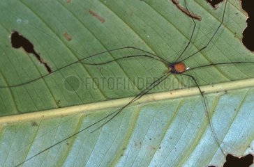 Opilion oder Schnitter auf einem Blatt im Nicaragua -Wald
