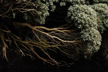 Endemischer Baum der Snares -Inseln Neuseeland