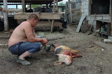 Slaughtering of a pig in the village of Zvonariovka Russia