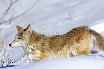 Coyote runnig in snow Rocky Mountains Montana USA