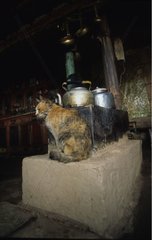 Rinnenkatze sitzend in einer Tibet -Küche