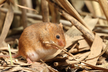 Harvest Rat (Micromys minutus) in a reedbed  Alsace  France
