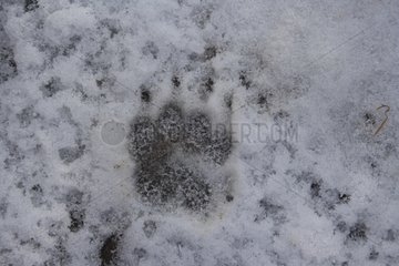 Europäische Kiefernmarder -Fußabdruck im Schnee Illfurth Frankreich