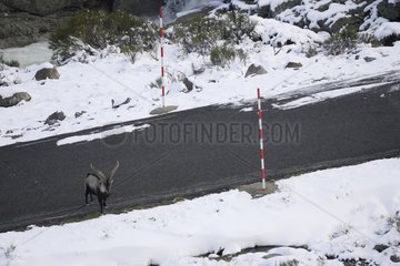Male Spanish ibex on a road Sierra de Gredos Spain