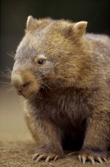 Portrait d'un Wombat Commun Australie