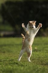 Männliche weiße und rote europäische Katze spielt mit einer Mausfrankreich