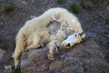Mountain Goat lying on rocks Montana USA