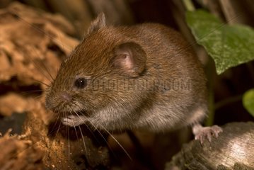 Bank Vole looking for food