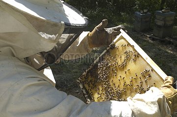 Imker  der Parasit auf dem Bienenstock -Rahmen aussieht