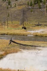 Bison in the Yellowstone NP Wyoming USA