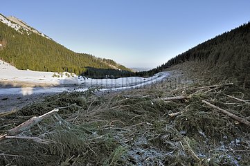 Part of forest devastated by an avalanche Podspady