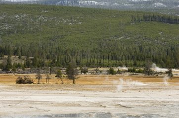 Lower Geyser Basin in the Yellowstone NP Wyoming USA