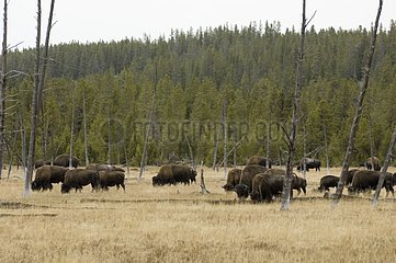 Bison Herd in the Yellowstone NP Wyoming USA