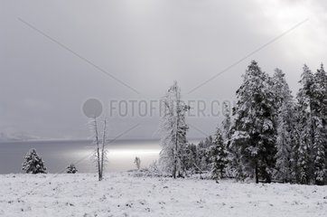 Landscape under snow of Yellowstone NP in Wyoming USA