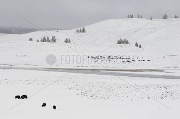 Bison Herd in Snow Yellowstone NP Wyoming USA