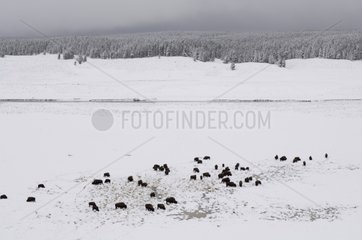 Bison Herd in Snow Yellowstone NP Wyoming USA