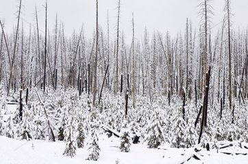 Forest under snow in the Yellowstone NP Wyoming USA