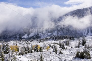 Landscape under snow in the Yellowstone NP Wyoming USA