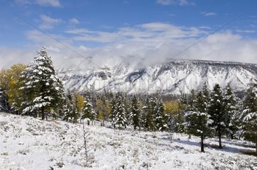 Landscape under snow in the Yellowstone NP Wyoming USA