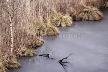 Frozen channel on a reed bed side in Alsace France
