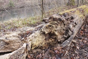 Trunk in decomposition on a river side in Alsace France