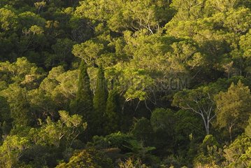 Rainforest on ultramafic soil Hidden Forest Reserve