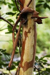 Bark on trunk rainforest on ultramafic soil New Caledonia