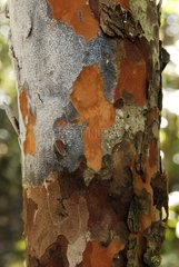 Bark on trunk rainforest on ultramafic soil New Caledonia
