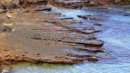 Red crabs on the rocky coast of Bartolome Galapagos