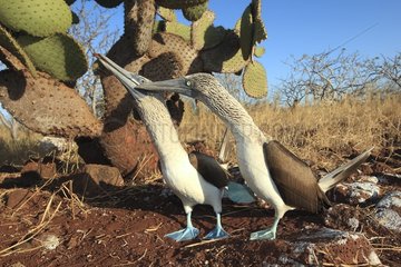 Blue-footed Booby in parade in the Galapagos