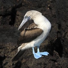 Blue-footed Booby on the rocks in the Galapagos