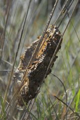 Polistes wasps nest in the reeds Catalonia Spain
