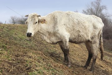Emaciated cow in winter at Lake Kerkini Greece