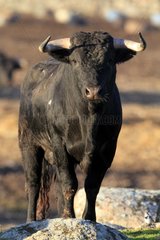 Bull fighting in Spain Extramadour
